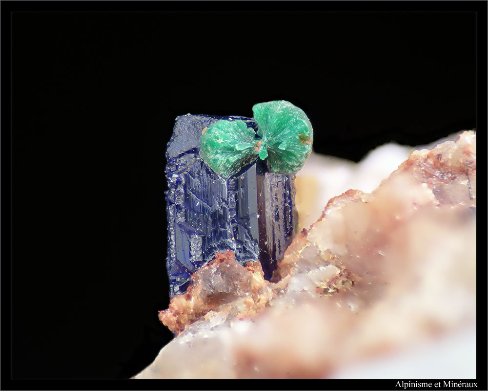 macro503.jpg